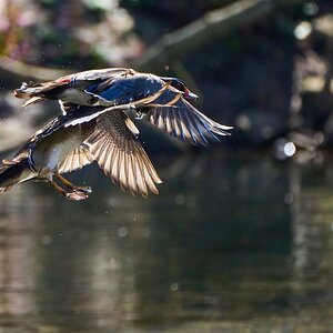 Wood Duck - Brandywine Park - 04012023 - 41-DN.jpg