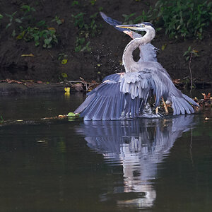 Great Blue Heron - BCSP - 08112018 - 21.jpg