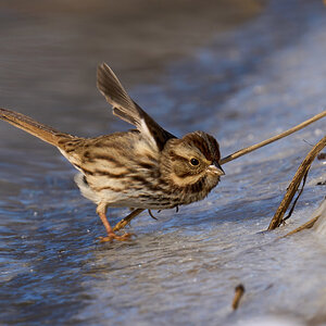 Song Sparrow - BCSP TB - 01302022 - 06-DN.jpg