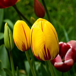 yellow_tulips-1.jpg