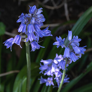 bluebells-1.jpg