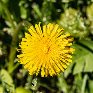 dandelion-1.jpg