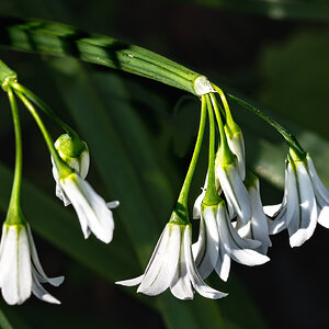 white_flowers-6.jpg