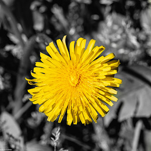 dandelion-3.jpg