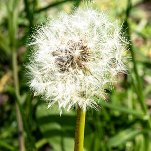 dandelion_forgetmenot-1.jpg