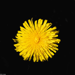 dandelion-2.jpg