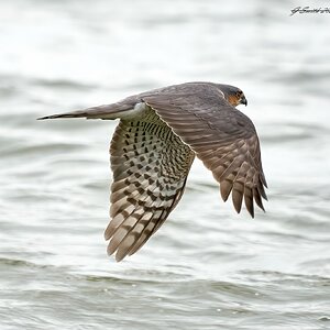 sparrow hawk 2023 10.jpg