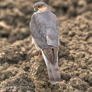 sparrow hawk 2023 8.jpg