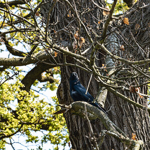 crow_in_tree-1.jpg