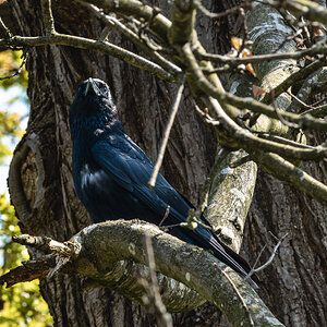 crow_in_tree-3.jpg