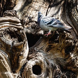 wood pigeon-2.jpg