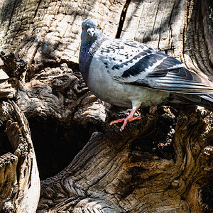 wood pigeon-7.jpg