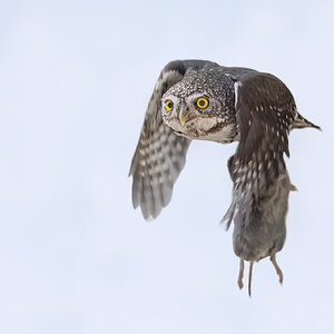 Northern Pygmy Owl_RP29078.jpg