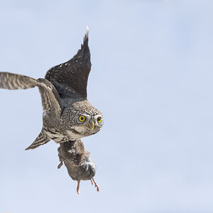 Northern Pygmy Owl_RP29080.jpg