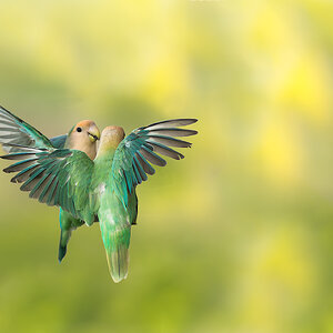 Rosy-faced Lovebird_RP25344.jpg