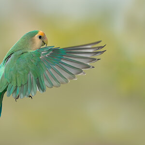 Rosy-faced Lovebird_RP25887.jpg