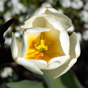 white_tulip-4.jpg