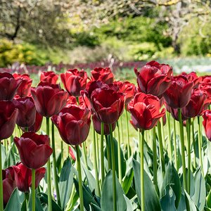 red tulip cluster-1.jpg