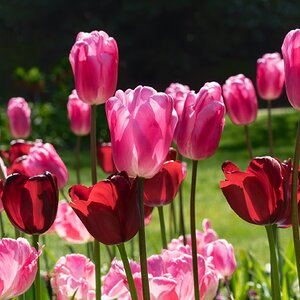 red_pink tulip cluster-1.jpg