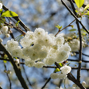 white blossom-1.jpg