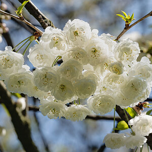 white blossom-2.jpg