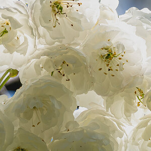 white blossom-5.jpg