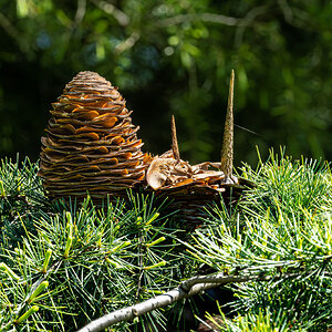 pinecone-1.jpg