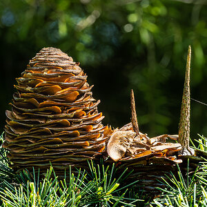 pinecone-4.jpg