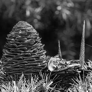 pinecone_IR-4.jpg