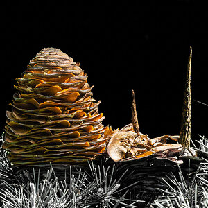 pinecone_BW_backandforeground-4.jpg