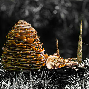 pinecone_colour_BW_backandforeground-4.jpg