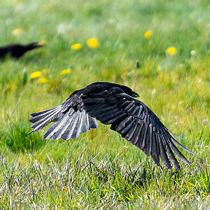 crow_flight-2.jpg