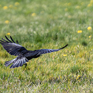 crow_flight-3.jpg