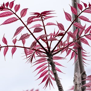 red plant-2.jpg