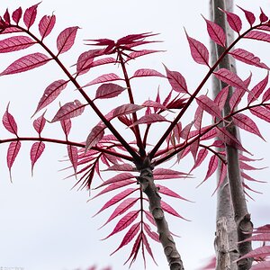 red plant-4.jpg