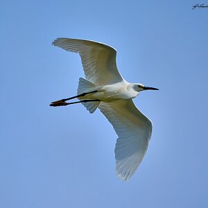 egret 2023 22.jpg