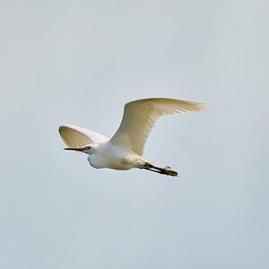 egret 2023 29.jpg