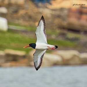 oyster catcher 2023 (2).jpg