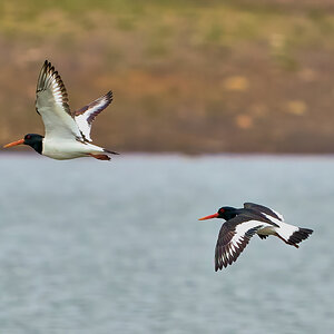 oyster catcher 2023.jpg