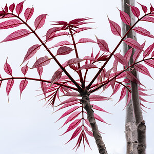 red plant-6.jpg