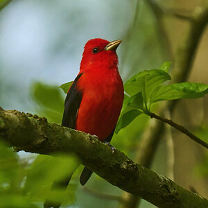 Scarlet Tanager - Cataldi - 05062023 - 03-DN.jpg