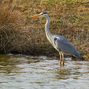 heron 2023 27.jpg