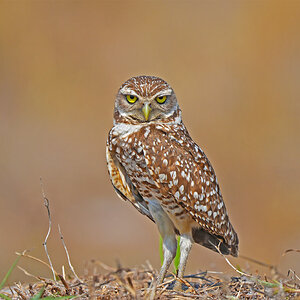 Burrowing Owl.jpg