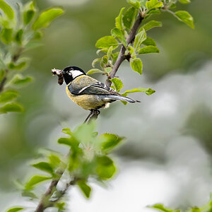 great tit-1.jpg