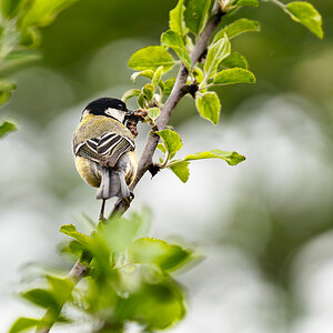 great tit-4.jpg