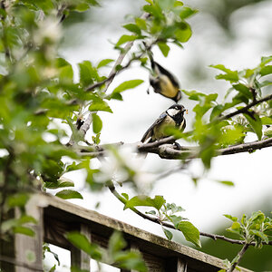 great tit-6.jpg