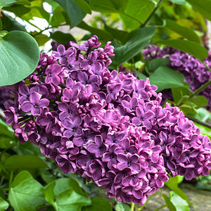 purple flowers-2.jpg