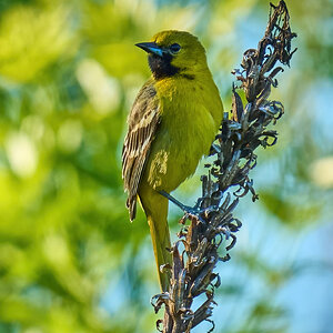 Orchard Oriole - BCSP - 05042023 - 04-DN.jpg