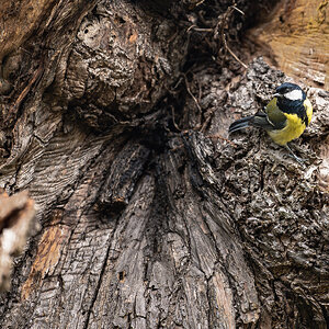 great tit-11.jpg