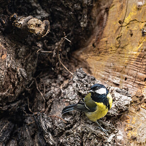 great tit-13.jpg